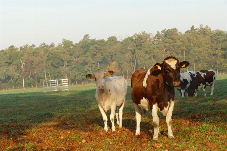 Cows curious standing together Photo