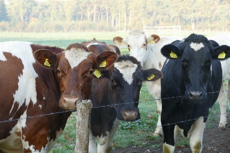 Kühe
 neugierig
 stehen zusammen Foto