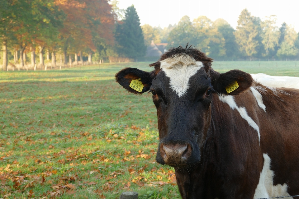 Kühe
 neugierig
 stehen zusammen