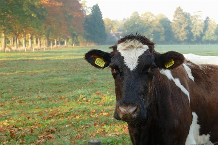 Cows curious standing together Photo