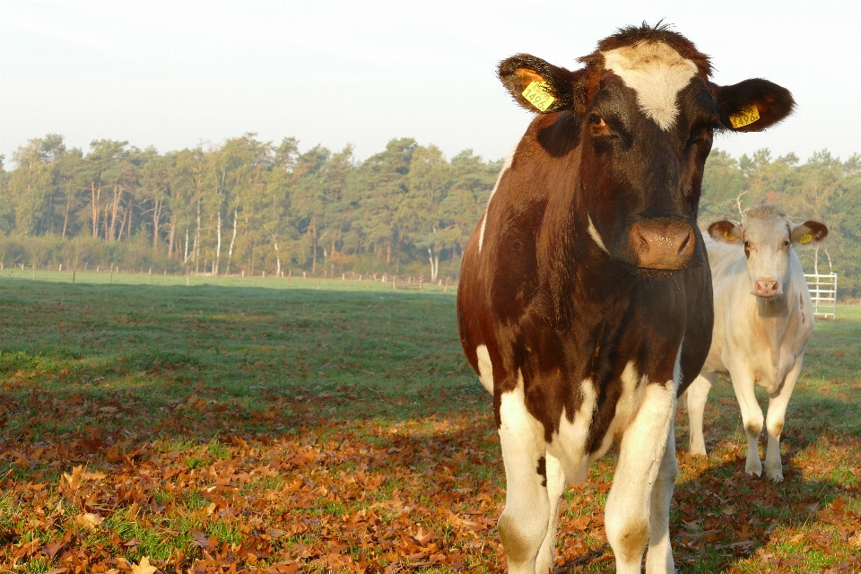 Vacas
 curioso
 de pé junto