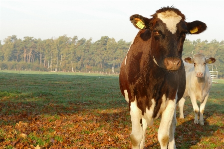 Cows curious standing together Photo