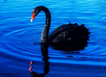 Foto Angsa danau hitam
 latar belakang