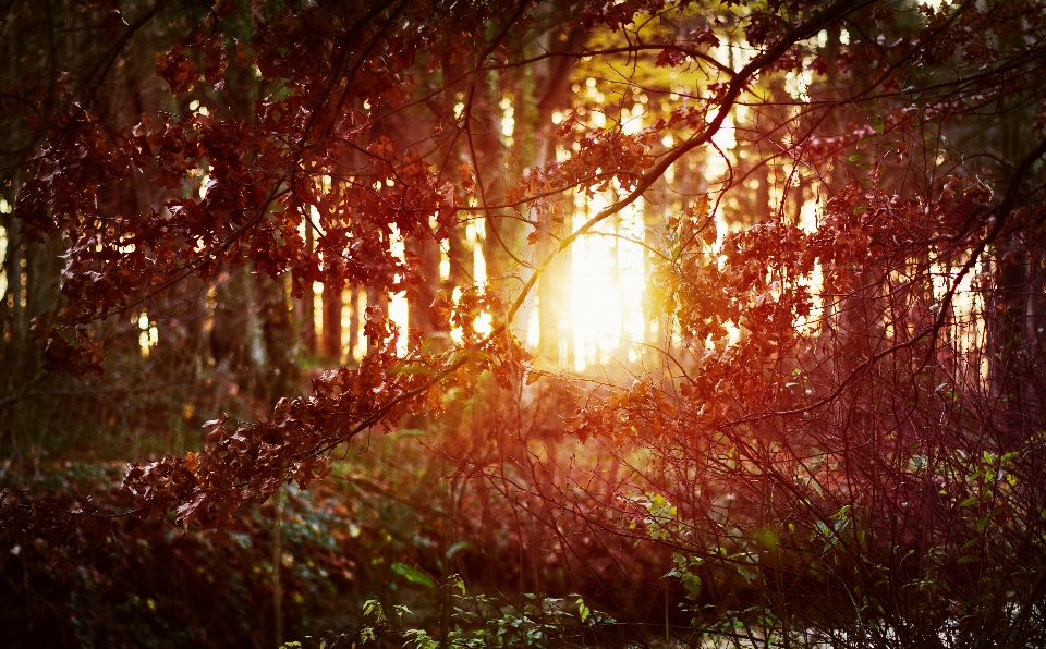 Forest bushes sun sunrays