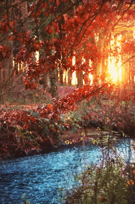 Forest creek bushes sun