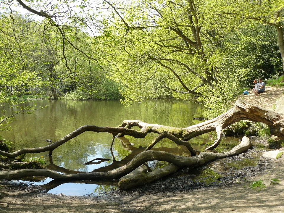 Brillante acantilado bosque ámbar
