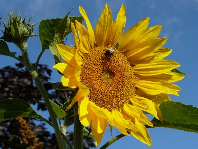 Sunflower flower yellow honey bee Photo