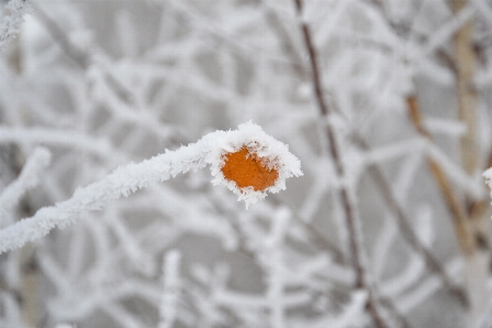 Winter forest branch leaf Photo