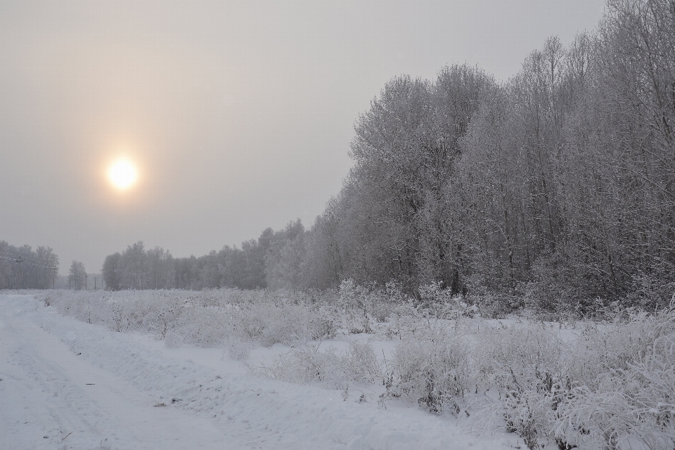 Natura las zima śnieg