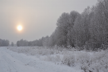 Nature forest winter snow Photo