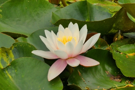 Water lily ditch flower bloom Photo