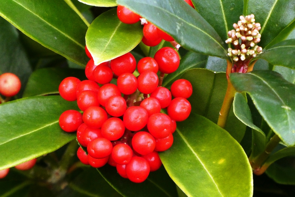 Bagas floresta outono frutas