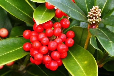 Berries forest autumn fruits Photo