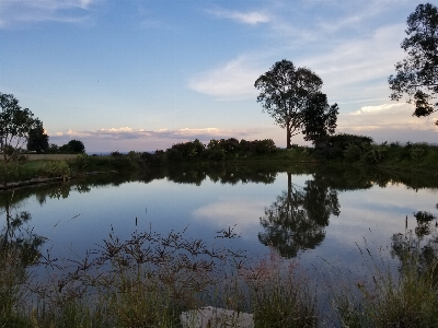 Reflection tree dawn landscape Photo