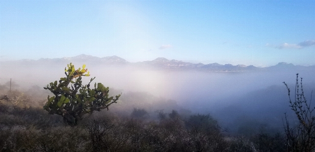 Prickly pear fog mountains landscape Photo