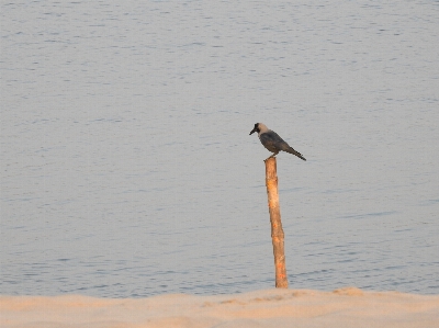 Foto Burung gagak air laut sungai