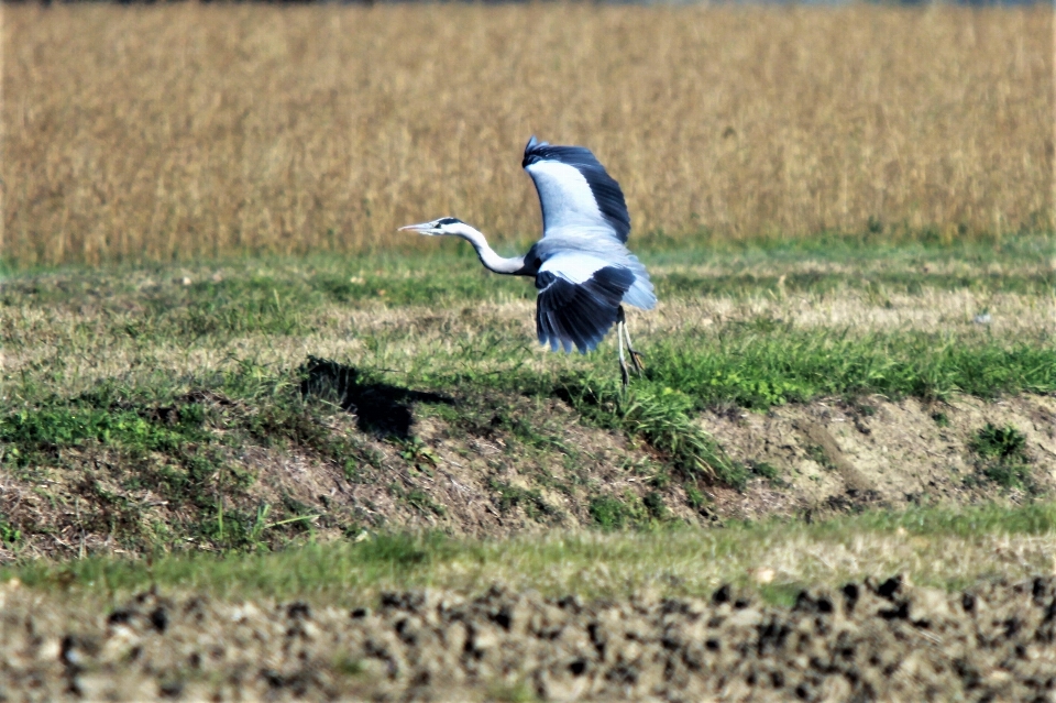 Natura uccello fauna campo