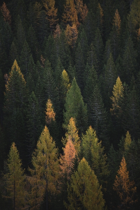 árbol ecosistema
 naturaleza bosque templado latifoliado y mixto
