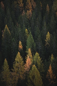 Foto Albero ecosistema
 natura foresta temperata di latifoglie e miste
