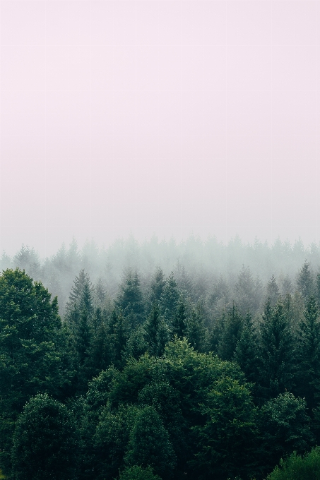 Tree green mist vegetation