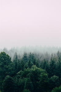 Tree green mist vegetation Photo