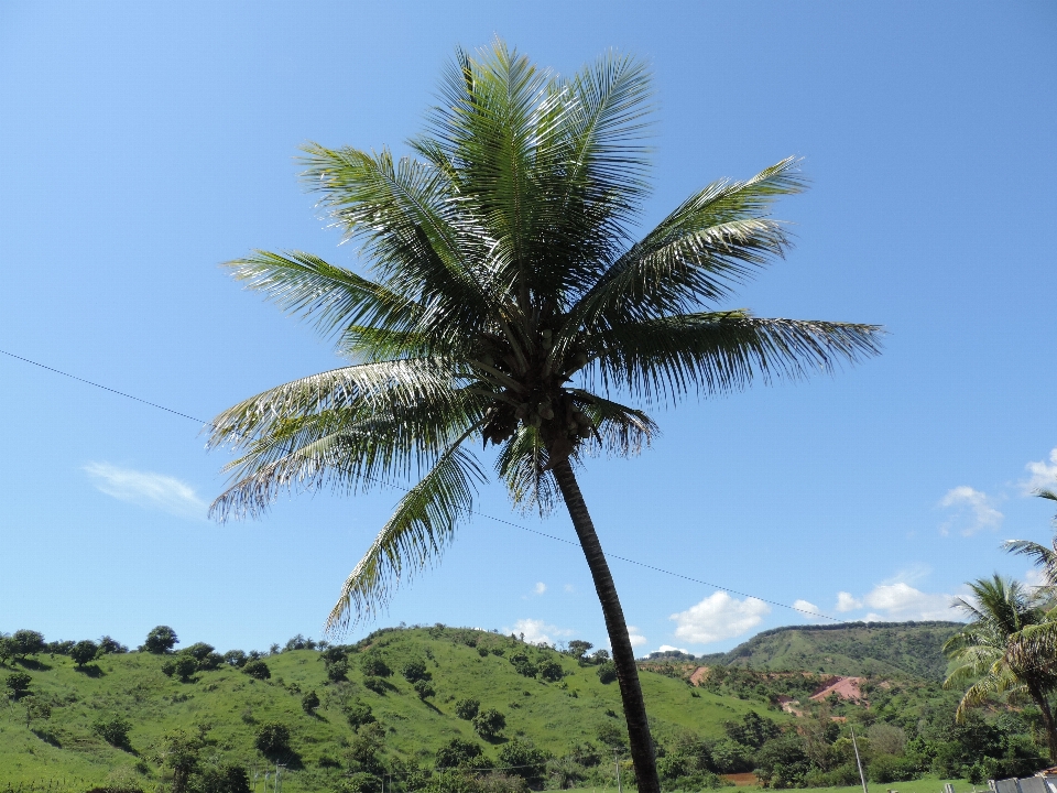 Palmier arbre ciel végétation