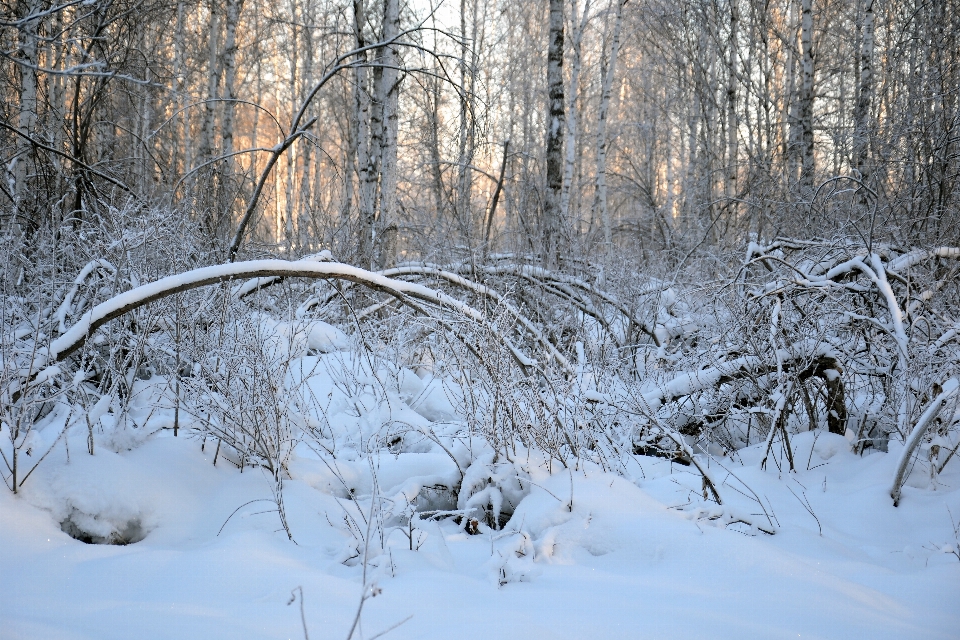 Forest winter nature sunrise