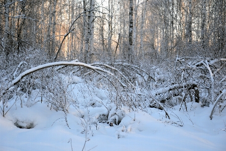 Forest winter nature sunrise Photo