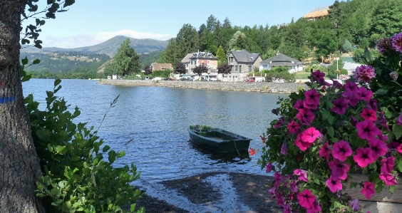 France flower plant waterway Photo