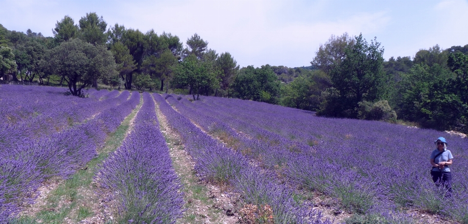 Lavender gordes france english