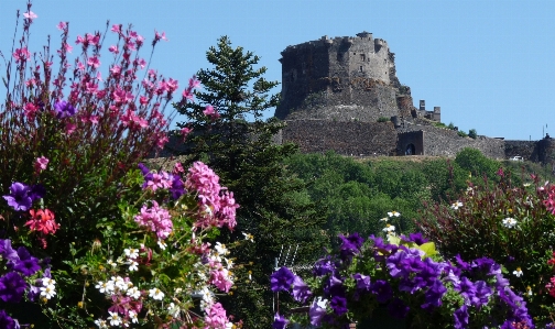 Photo Murol
 auvergne
 france fleur