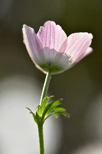 Anemone pink flower flora Photo