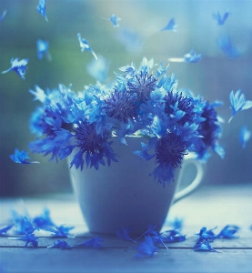 Coffee cup blue floral blooms Photo