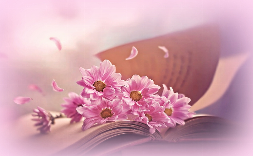 Soft floral daisies book