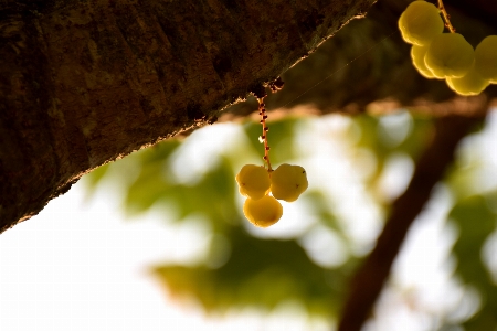 Foto Gooseberry
 daun cabang sinar matahari