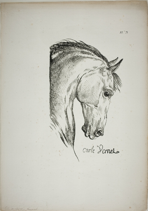 Fauna head drawing horse like mammal