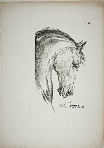 Fauna head drawing horse like mammal Photo