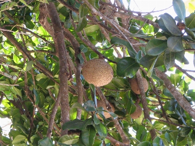 Aguadilla puerto rico mamey fruit Photo