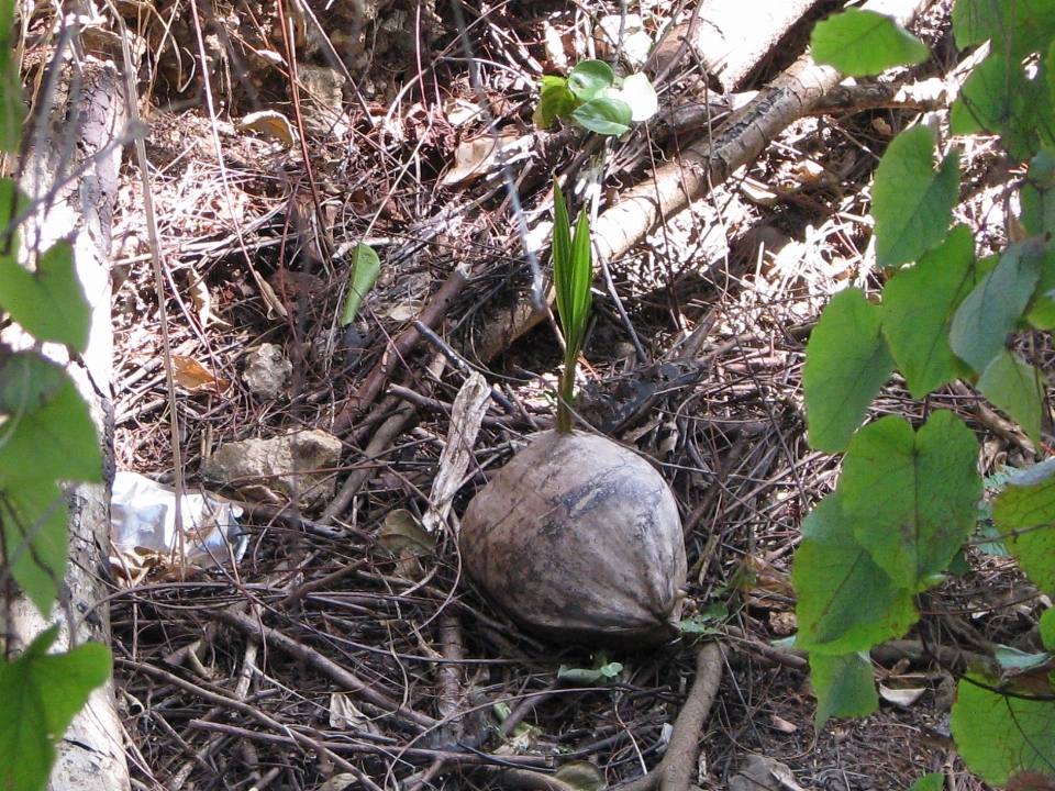 Aguadilla
 porto rico pousse
 noix de coco