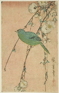 Bird botany songbird illustration Photo