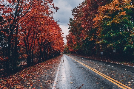 Tree leaf natural landscape road Photo