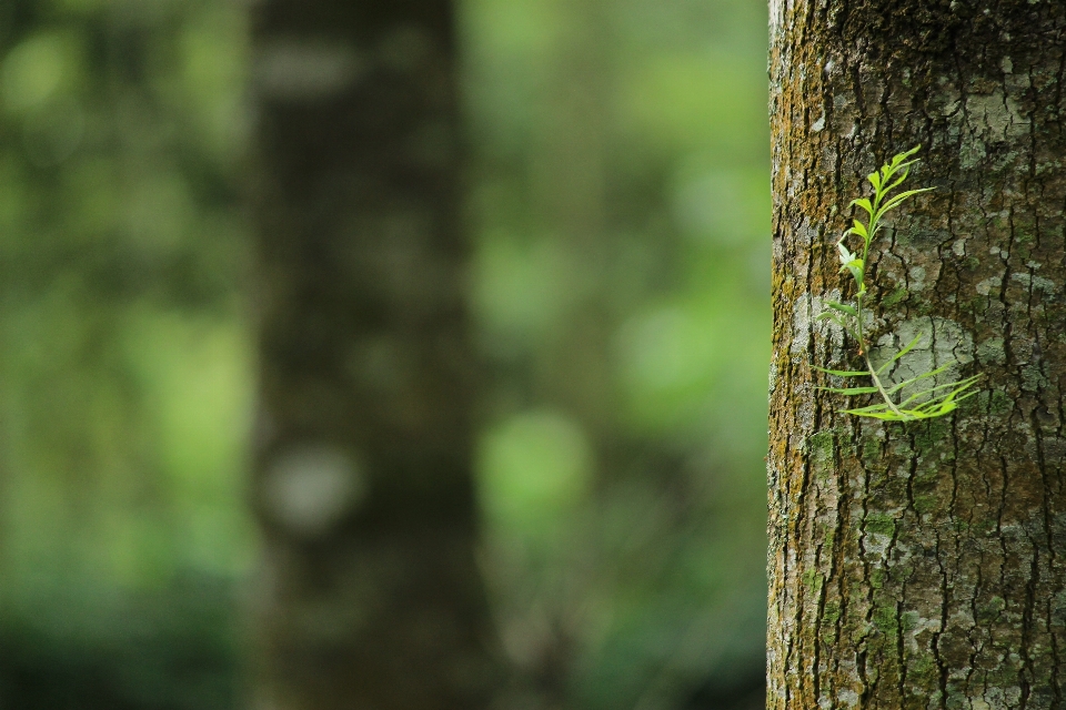 Green nature tree natural environment