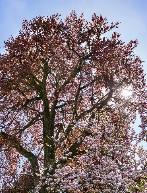 Albero pianta legnosa
 ramo