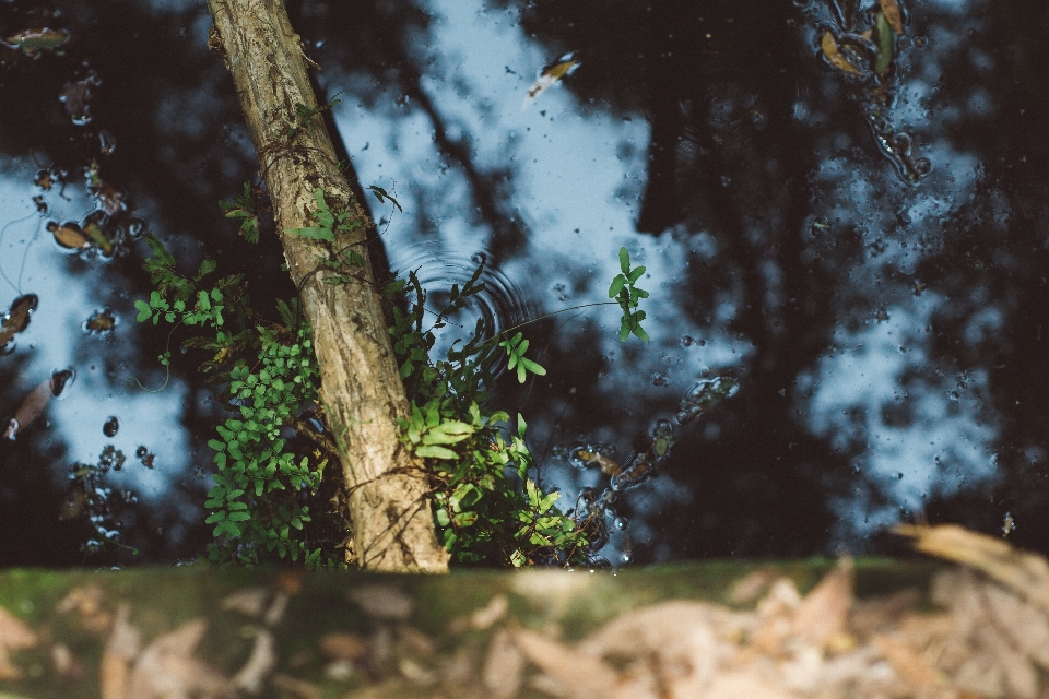 Nature tree water green