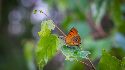 Butterfly insect moths and butterflies invertebrate Photo