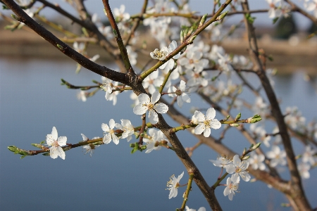 Zweig blume frühling blüte Foto