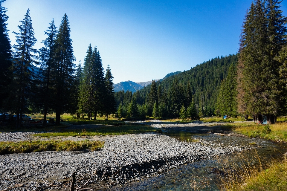 Naturalny krajobraz
 natura drzewo pustynia
