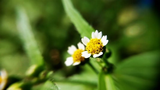 Foto Flor planta floreciendo
 pétalo