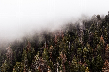 Mist shortleaf black spruce fog tree Photo