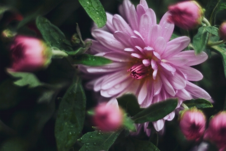 Foto Flor planta floreciendo
 pétalo rosa